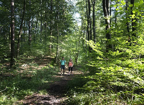 Unterwegs in den Wäldern der Monheimer Alb Zwei Personen wandern auf einem Waldweg umgeben von grünen Bäumen und Sonnenlicht.
