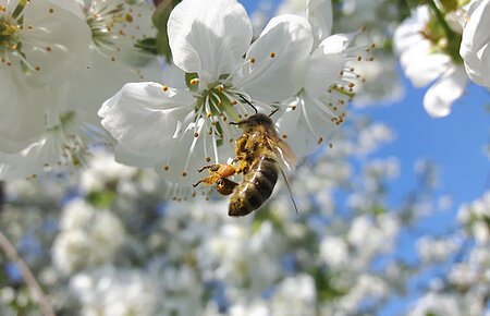 Biene an Kirschblüte mit Pollenhöschen