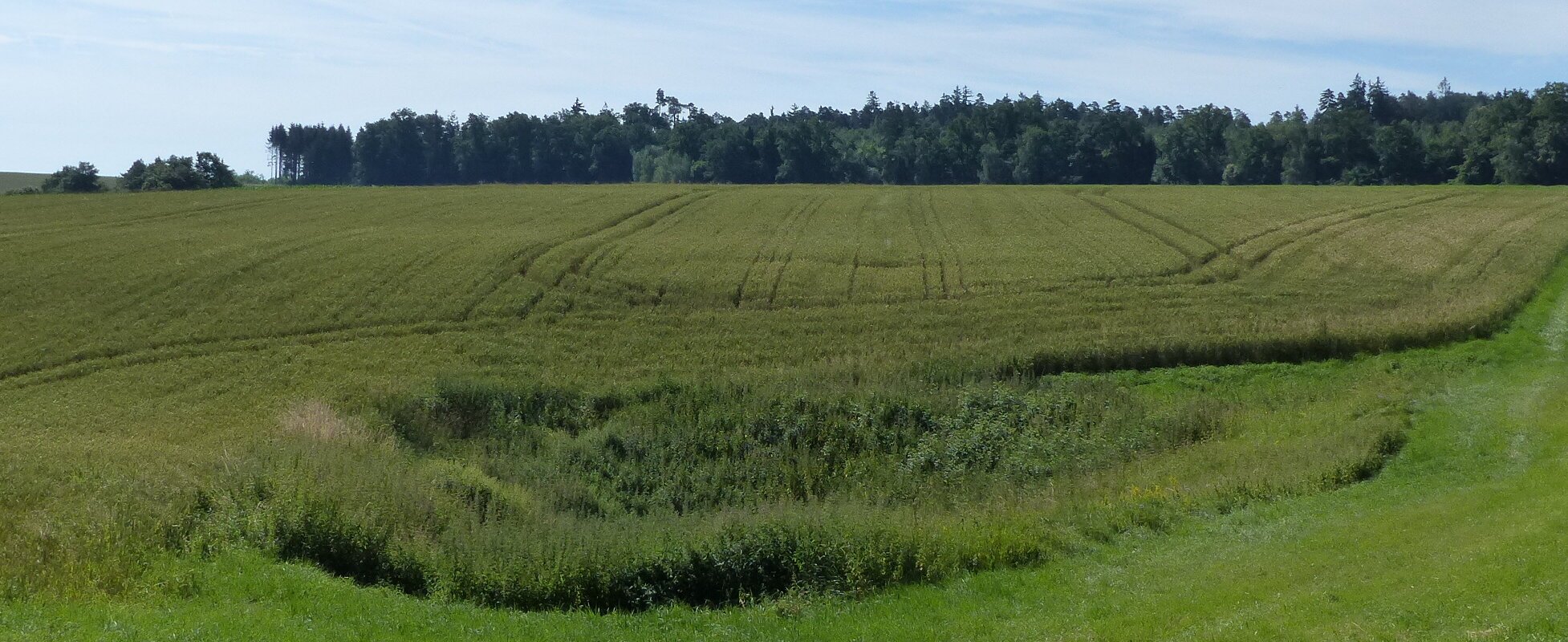 Blick auf eine im Feld liegende Doline.