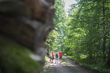 Im Wald bei Wittesheim