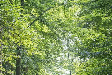 Im Wald bei Wittesheim