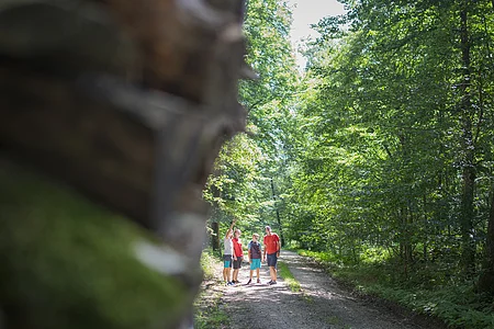 Im Wald bei Wittesheim