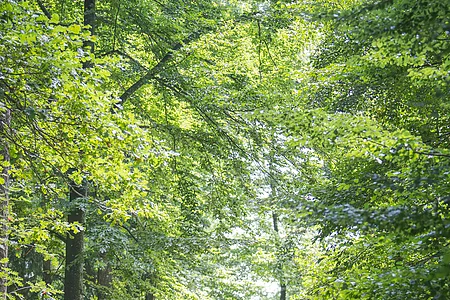 Im Wald bei Wittesheim