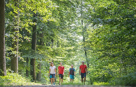 Im Wald bei Wittesheim