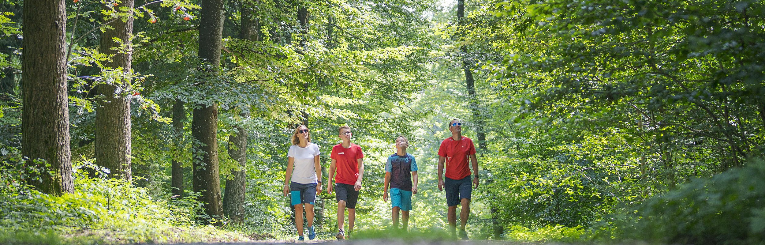 Im Wald bei Wittesheim