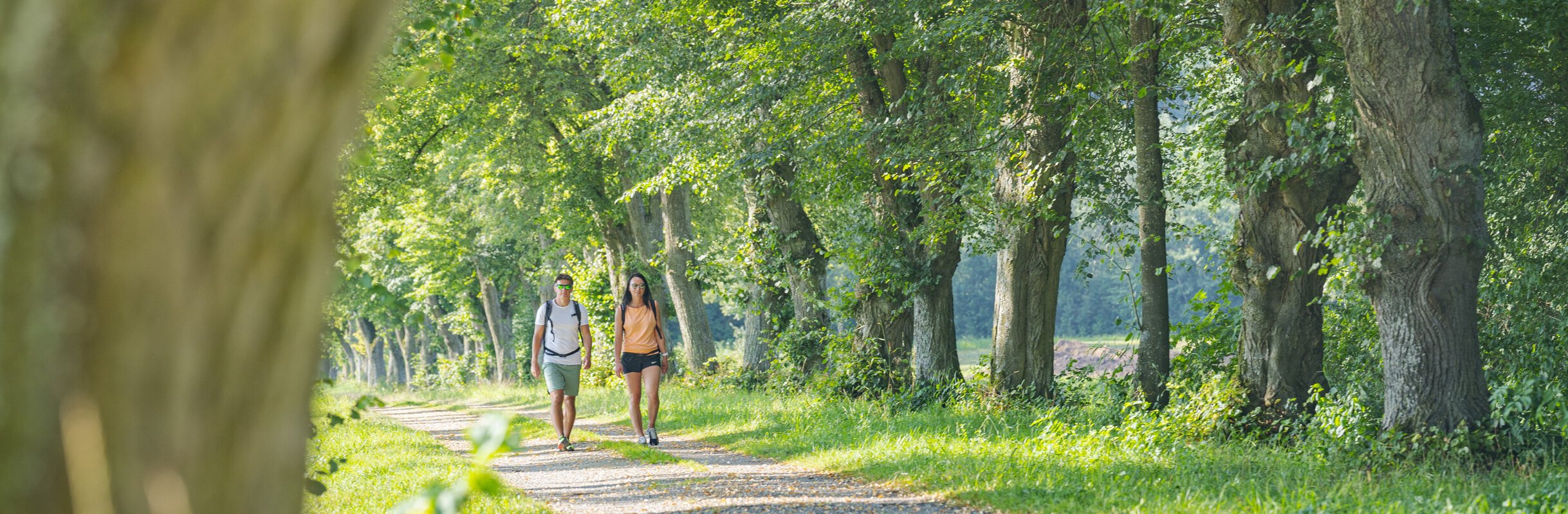 Allee bei Karlsheim