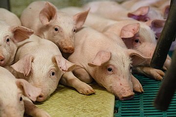 Kleine Ferkel kuscheln sich aneinander.