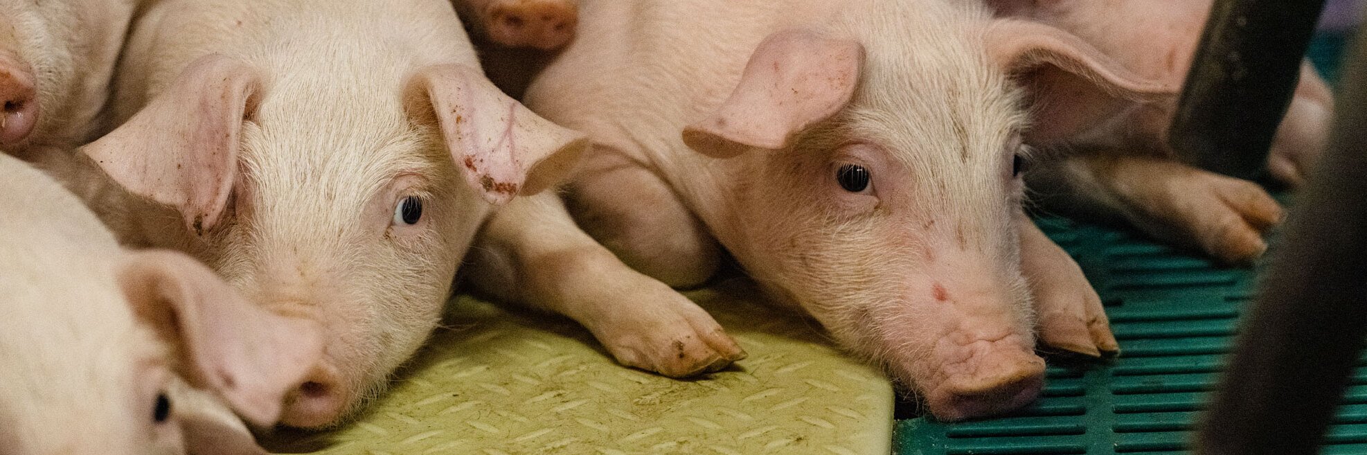Kleine Ferkel kuscheln sich aneinander.