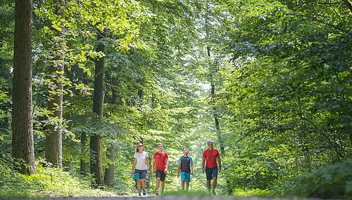 Im Wald bei Wittesheim