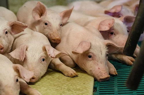 Kleine Ferkel kuscheln sich aneinander.