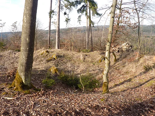 In einem Wald befindet sich eine kleine Anhöhe mit etwas lichterem Wald.