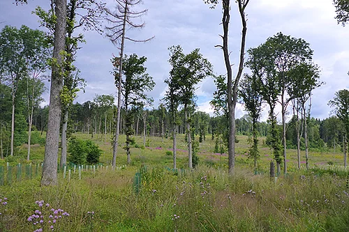 Kahlflächen nach drei sommerlichen Gewitterstürmen im Stadtwald Monheim Waldlichtung mit Bäumen, Gras und lila Wildblumen unter bewölktem Himmel.