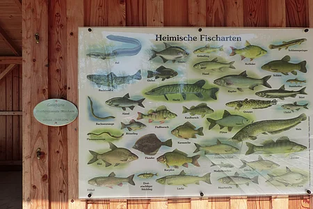 Tafel mit Illustrationen und dazugehörenden Namen heimischer Fischarten, angebracht an einer braunen Holzwand.