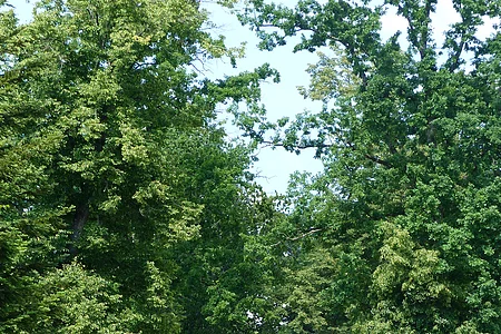Waldweg mit hohen Bäumen und zwei Radfahrern in der Ferne bei sonnigem Wetter.