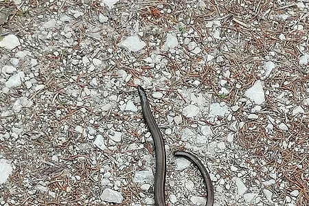 Braune Blindschleiche auf kiesigem Boden mit kleinen Steinen und trockenen Nadeln.