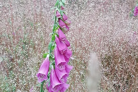 Einzelne lila Fingerhutblüte vor unscharfem Hintergrund aus trockenem Gras und weiteren Blüten.