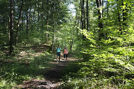 Zwei Personen wandern auf einem Waldweg umgeben von grünen Bäumen und Sonnenlicht.