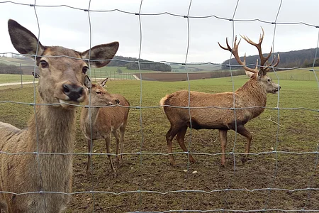 Drei Hirsche hinter einem Drahtzaun auf einer Wiese mit Hügeln im Hintergrund.