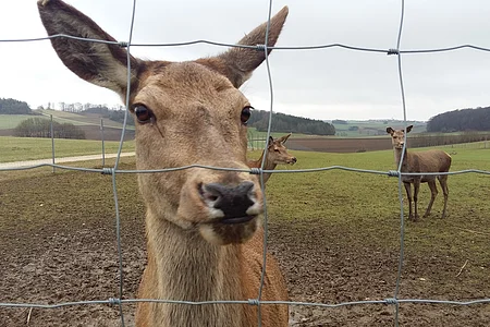 Nahaufnahme eines Rehs hinter einem Drahtzaun mit zwei weiteren Rehen auf einer Wiese im Hintergrund