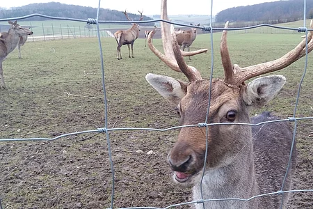Damhirsch mit Geweih hinter Drahtzaun auf Wiese, weitere Damhirsche im Hintergrund auf Weide