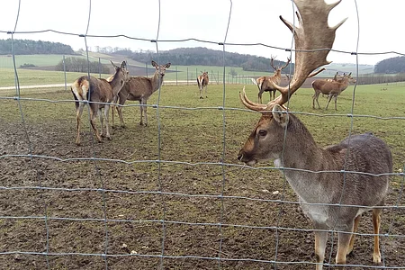Mehrere Hirsche auf einer eingezäunten Wiese mit Hügeln und Bäumen im Hintergrund.