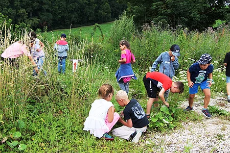 Kinder untersuchen Pflanzen und Natur in einer grünen Wiese mit hohem Gras und Büschen.