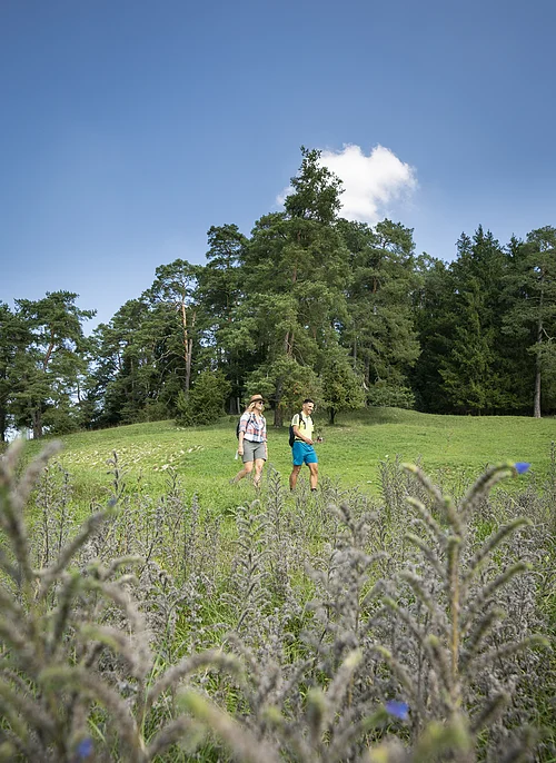 Zwei Wanderer gehen auf einer grünen Wiese mit Bäumen im Hintergrund unter blauem Himmel.