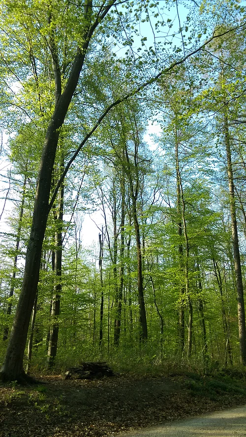 Waldbaden in Monheim - Frühling 2026 Wald mit hohen Bäumen und frischem Grün, darunter ein Holzstapel auf dem Waldboden neben einem Weg. Einladung zum Waldbaden im Frühling 2026 in Monheim