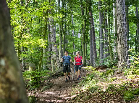Zwei Wanderer mit Stöcken auf Waldweg umgeben von hohen Bäumen und grünem Laub.