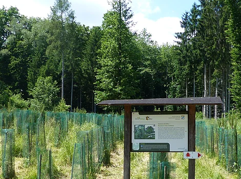 Wanderweg "Themenpfad Zukunftswald Monheim" Waldfläche mit jungen Bäumen in Schutzgittern und einem Informationsschild in der Bildmitte.