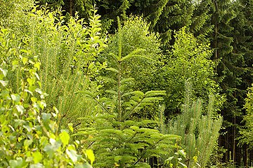 Themenpfad "Zukunftswald Monheim" - klimatoleranter Mischwald