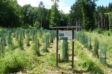 Themenpfad Zukunftswald Monheim - Waldverjüngung