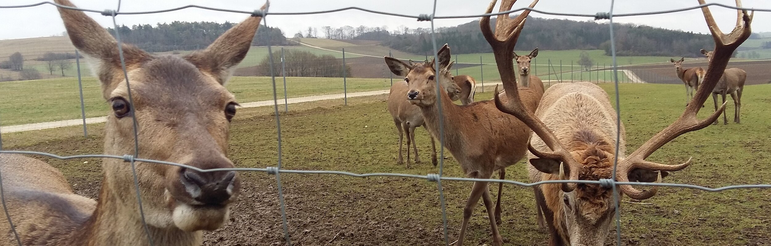 Das Rot- und Dammwildgehege in Huisheim - direkt am Wanderweg Monheimer Alb Nr. 17 gelegen