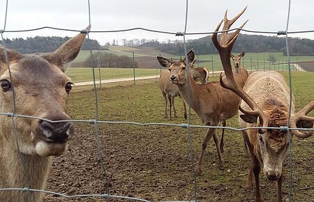 Das Rot- und Dammwildgehege in Huisheim - direkt am Wanderweg Monheimer Alb Nr. 17 gelegen