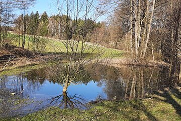 Kleiner Weiher im Kohlenbachtal nahe dem Sonderhof